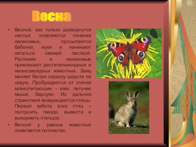 Весной, как только развернутся листья, появляются личинки насекомых, просыпаются бабочки, жуки и