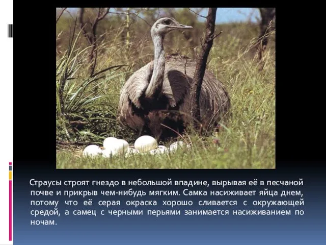 Страусы строят гнездо в небольшой впадине, вырывая её в песчаной почве и