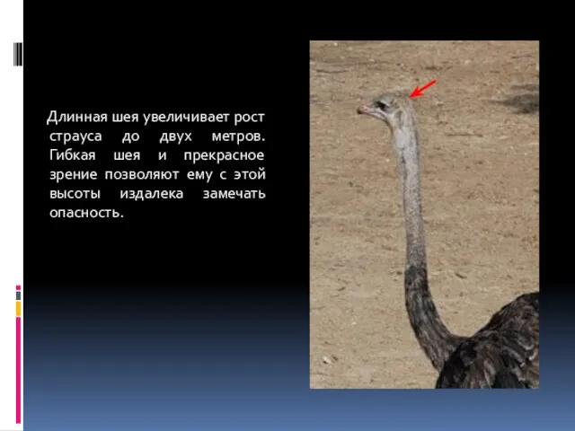 Длинная шея увеличивает рост страуса до двух метров. Гибкая шея и прекрасное