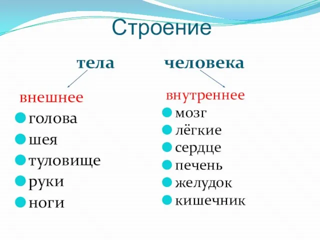 Строение тела человека внешнее голова шея туловище руки ноги внутреннее мозг лёгкие сердце печень желудок кишечник