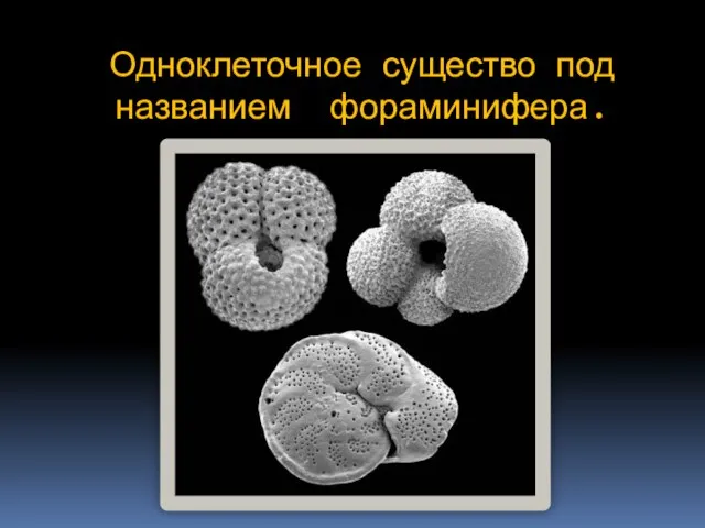 Одноклеточное существо под названием фораминифера.