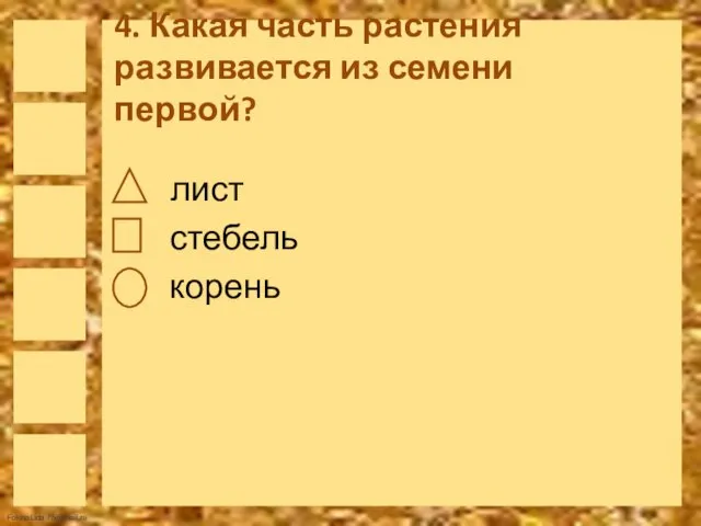 4. Какая часть растения развивается из семени первой? лист стебель корень