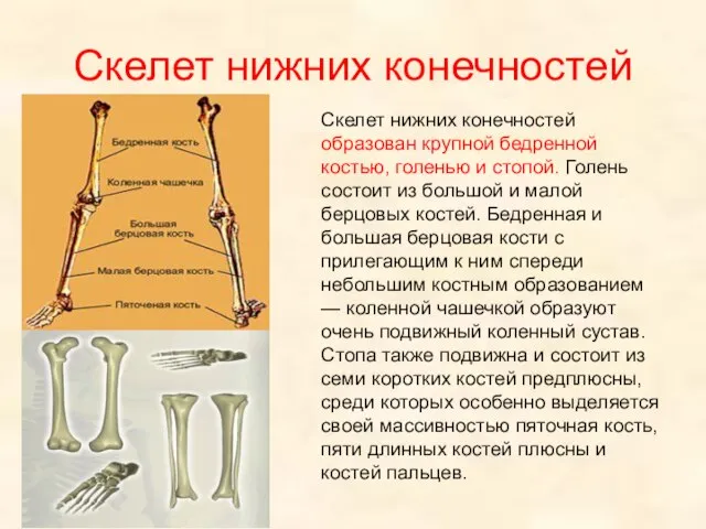 Скелет нижних конечностей Скелет нижних конечностей образован крупной бедренной костью, голенью и