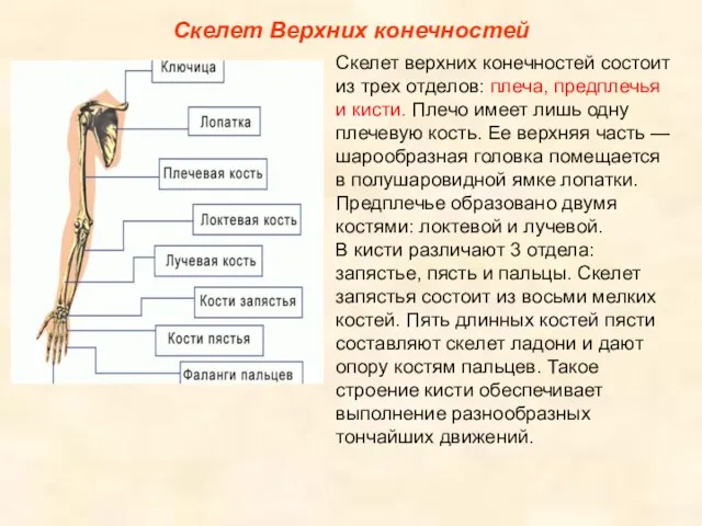 Скелет Верхних конечностей Скелет верхних конечностей состоит из трех отделов: плеча, предплечья