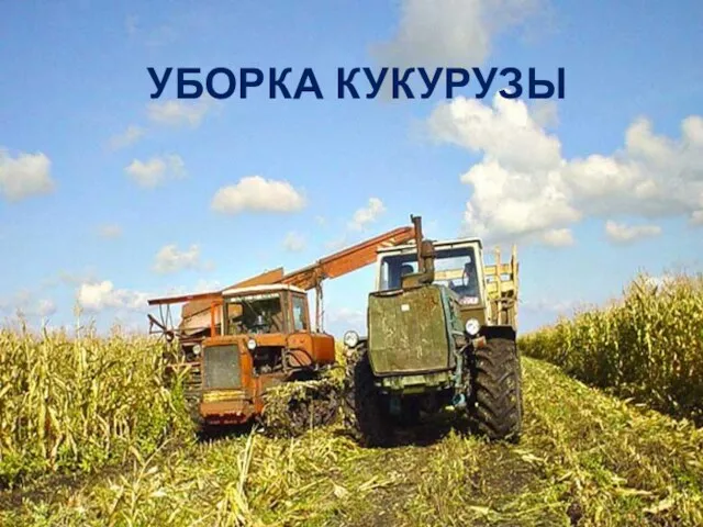 УБОРКА КУКУРУЗЫ