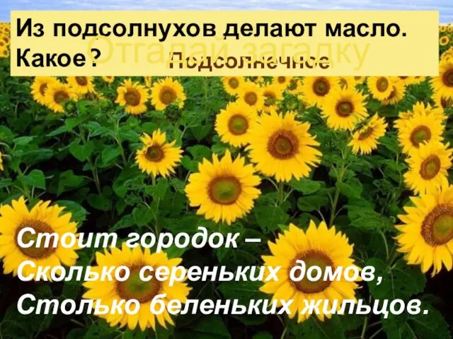 Стоит городок – Сколько сереньких домов, Столько беленьких жильцов. Из подсолнухов делают