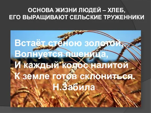 ОСНОВА ЖИЗНИ ЛЮДЕЙ – ХЛЕБ, ЕГО ВЫРАЩИВАЮТ СЕЛЬСКИЕ ТРУЖЕННИКИ Встаёт стеною золотой,