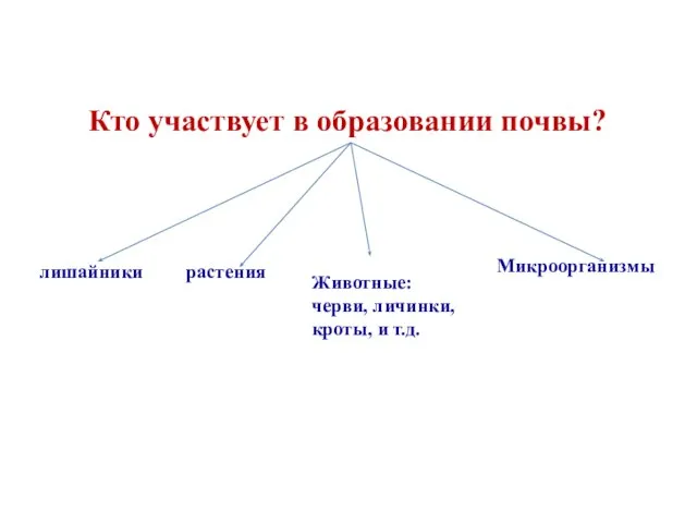 Кто участвует в образовании почвы? лишайники растения Животные: черви, личинки, кроты, и т.д. Микроорганизмы