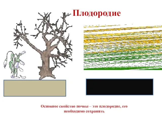 Плодородие Основное свойство почвы – это плодородие, его необходимо сохранять