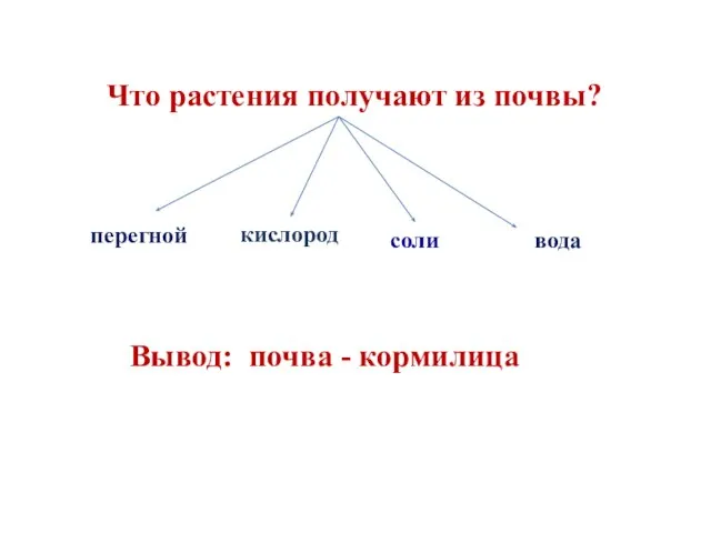 Что растения получают из почвы? перегной кислород соли вода Вывод: почва - кормилица