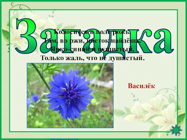 Загадка Колосится в поле рожь. Там, во ржи, цветок найдёшь. Ярко-синий и