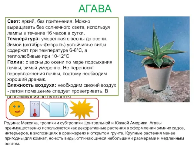 АГАВА Родина: Мексика, тропики и субтропики Центральной и Южной Америки. Агавы преимущественно