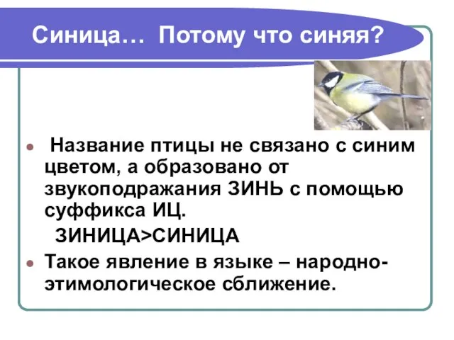 Синица… Потому что синяя? Название птицы не связано с синим цветом, а