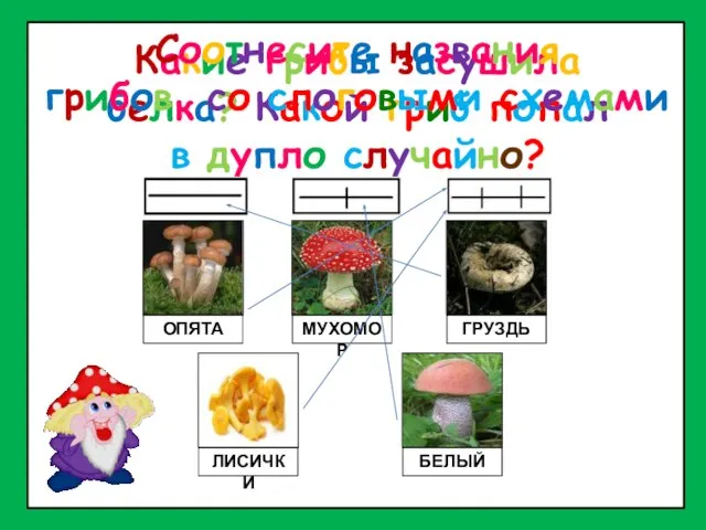 Какие грибы засушила белка? Какой гриб попал в дупло случайно? ОПЯТА МУХОМОР