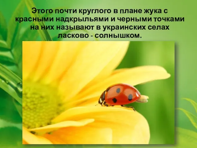 Этого почти круглого в плане жука с красными надкрыльями и черными точками