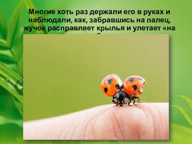 Многие хоть раз держали его в руках и наблюдали, как, забравшись на