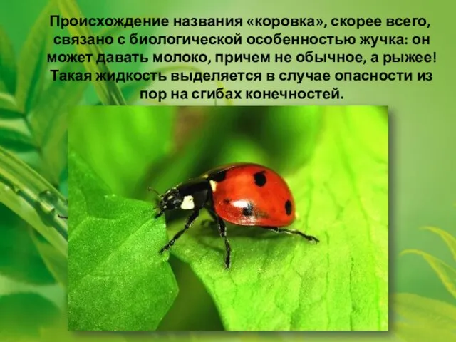 Происхождение названия «коровка», скорее всего, связано с биологической особенностью жучка: он может