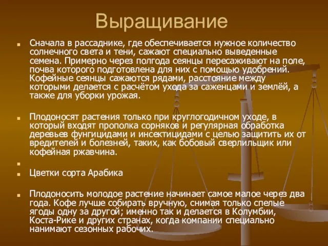 Выращивание Сначала в рассаднике, где обеспечивается нужное количество солнечного света и тени,