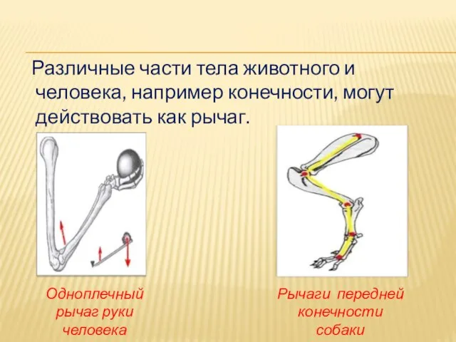 Различные части тела животного и человека, например конечности, могут действовать как рычаг.