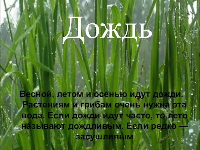 Весной, летом и осенью идут дожди. Растениям и грибам очень нужна эта