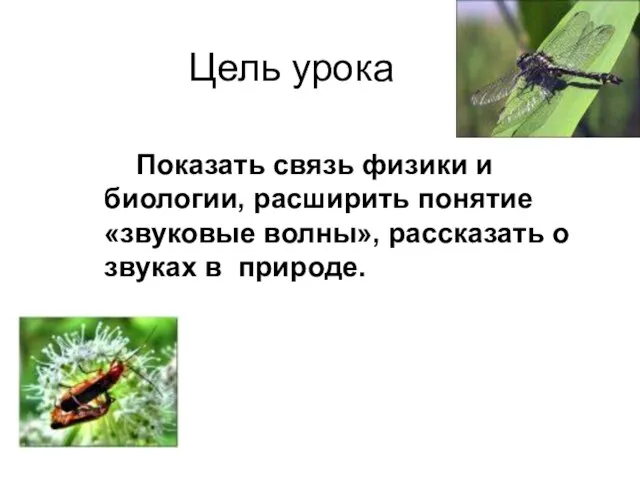 Цель урока Показать связь физики и биологии, расширить понятие «звуковые волны», рассказать о звуках в природе.