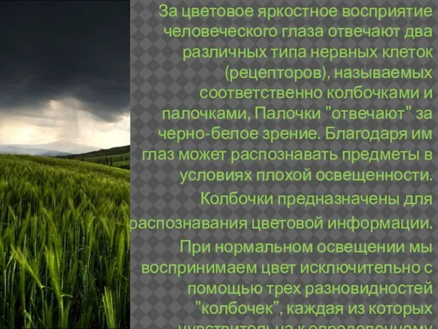 За цветовое яркостное восприятие человеческого глаза отвечают два различных типа нервных клеток