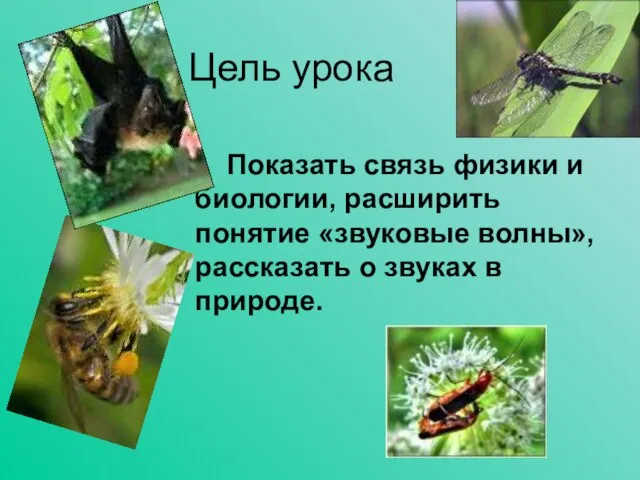 Цель урока Показать связь физики и биологии, расширить понятие «звуковые волны», рассказать о звуках в природе.