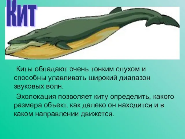 Киты обладают очень тонким слухом и способны улавливать широкий диапазон звуковых волн.