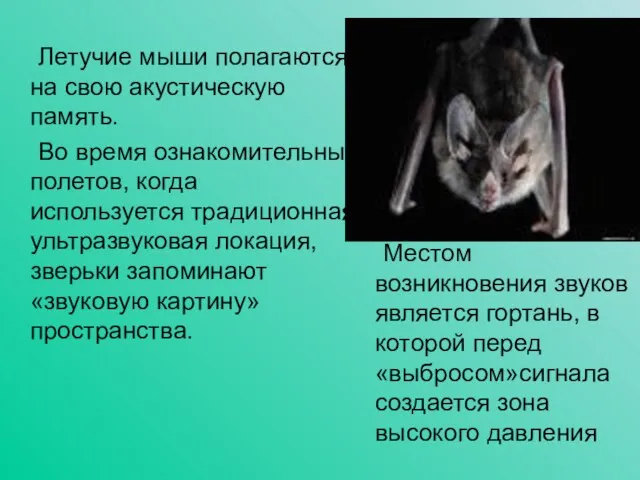 Местом возникновения звуков является гортань, в которой перед «выбросом»сигнала создается зона высокого