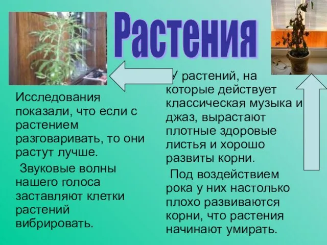 Исследования показали, что если с растением разговаривать, то они растут лучше. Звуковые