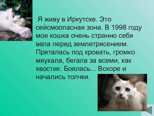 Я живу в Иркутске. Это сейсмоопасная зона. В 1998 году моя кошка