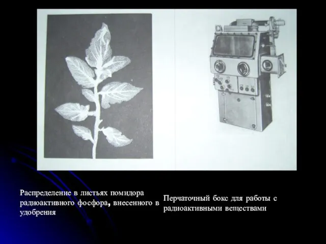 Распределение в листьях помидора радиоактивного фосфора, внесенного в удобрения Перчаточный бокс для работы с радиоактивными веществами