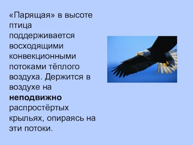 «Парящая» в высоте птица поддерживается восходящими конвекционными потоками тёплого воздуха. Держится в