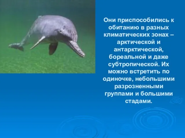 Они приспособились к обитанию в разных климатических зонах – арктической и антарктической,