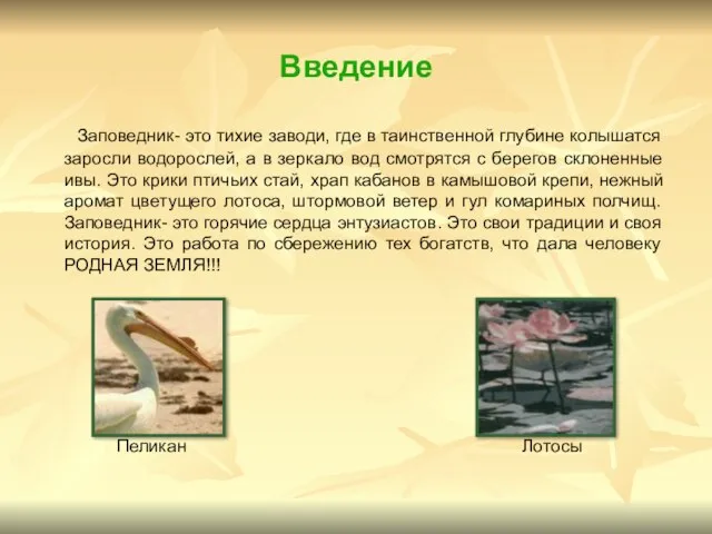 Введение Заповедник- это тихие заводи, где в таинственной глубине колышатся заросли водорослей,