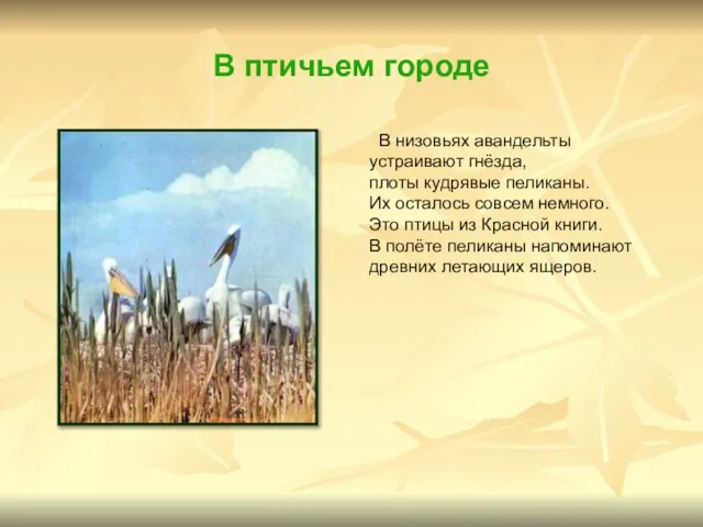 В птичьем городе В низовьях авандельты устраивают гнёзда, плоты кудрявые пеликаны. Их