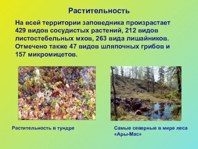 Растительность На всей территории заповедника произрастает 429 видов сосудистых растений, 212 видов