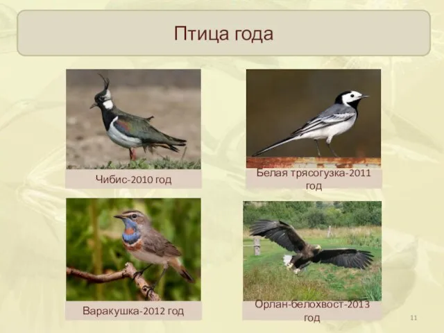 Птица года Чибис-2010 год Белая трясогузка-2011 год Варакушка-2012 год Орлан-белохвост-2013 год