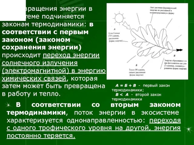 Превращения энергии в экосистеме подчиняется законам термодинамики: в соответствии с первым законом