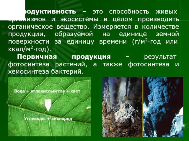 Продуктивность – это способность живых организмов и экосистемы в целом производить органическое