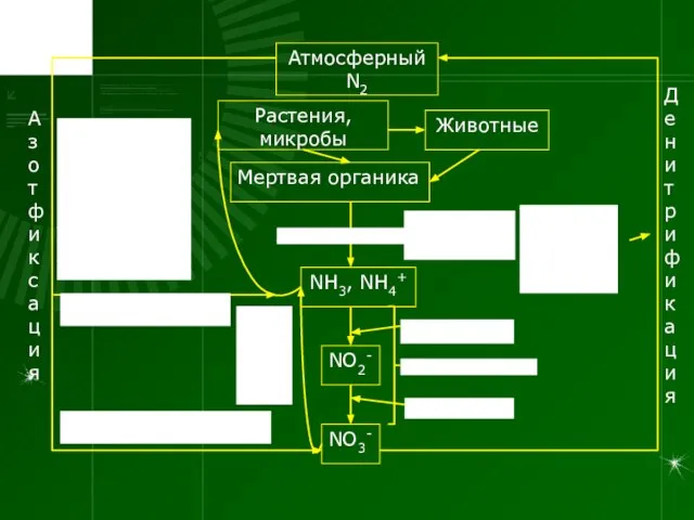 Атмосферный N2 NO3- NO2- NH3, NH4+ Растения, микробы Животные Мертвая органика Азотфиксация