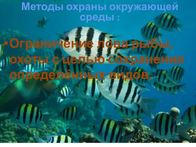 Ограничение лова рыбы, охоты с целью сохранения определённых видов. Методы охраны окружающей среды :