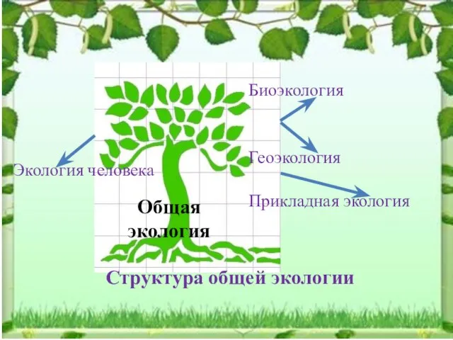 Биоэкология Геоэкология Прикладная экология Экология человека Структура общей экологии Общая экология