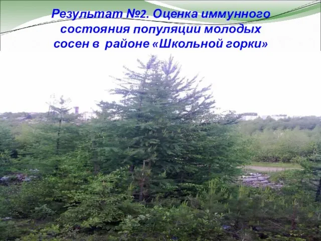 Результат №2. Оценка иммунного состояния популяции молодых сосен в районе «Школьной горки»