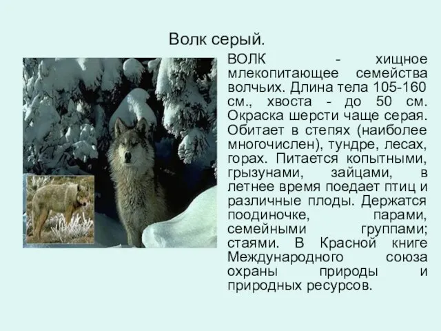 Волк серый. ВОЛК - хищное млекопитающее семейства волчьих. Длина тела 105-160 см.,