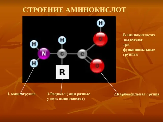 СТРОЕНИЕ АМИНОКИСЛОТ В аминокислотах выделяют три функциональные группы: 1.Аминогруппа 2.Карбоксильная группа 3.Радикал