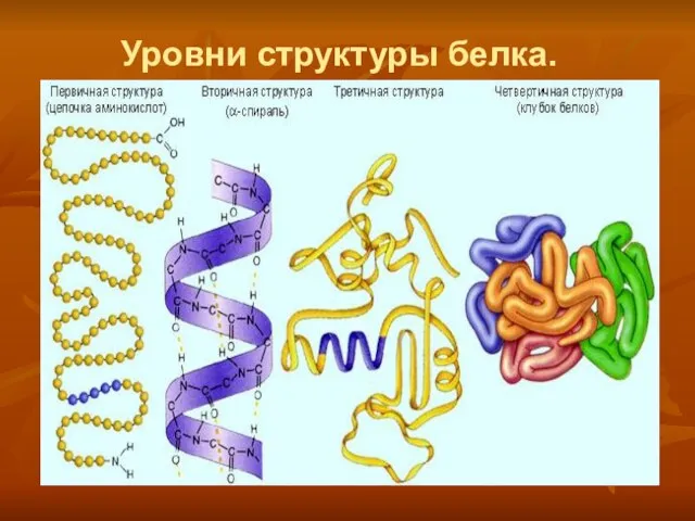 Уровни структуры белка.