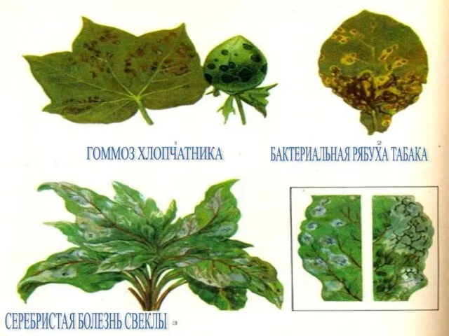 ГОММОЗ ХЛОПЧАТНИКА БАКТЕРИАЛЬНАЯ РЯБУХА ТАБАКА СЕРЕБРИСТАЯ БОЛЕЗНЬ СВЕКЛЫ