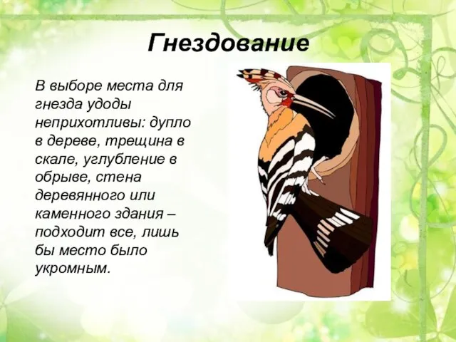 Гнездование В выборе места для гнезда удоды неприхотливы: дупло в дереве, трещина