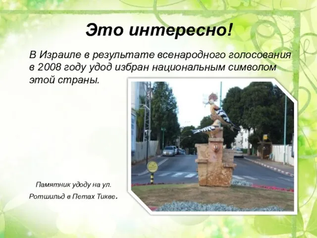 Это интересно! В Израиле в результате всенародного голосования в 2008 году удод